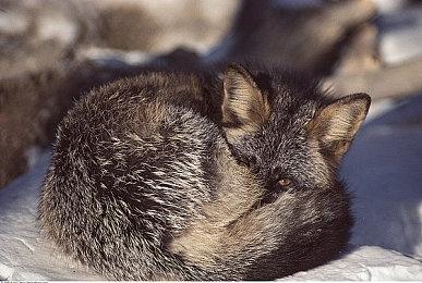 日本一两款经典游戏复归 2022年春登陆Switch＆PC